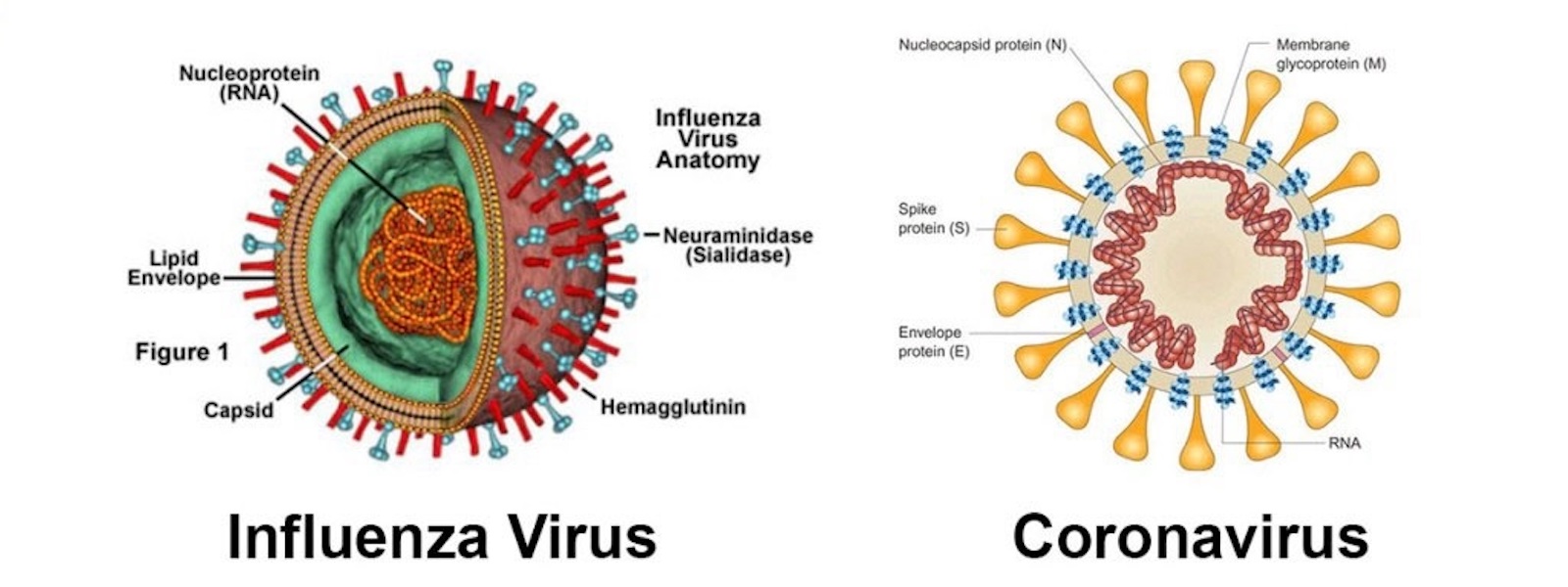 Признаки коронавируса полный список. Коронавирус строение вируса. Коронавирус строение Covid 19. Структура коронавируса 19. Коронавирус вирус строение рисунок.